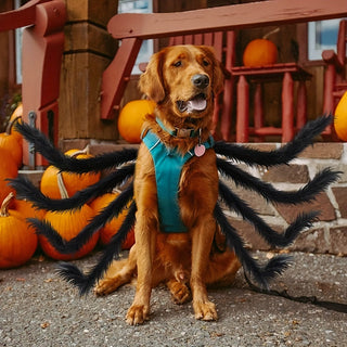 Spinnen-Halloween Kostüm für Hunde